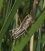 Stethophyma grossum